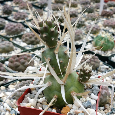 Tephrocactus articulatus v. papyracantus