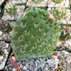 Opuntia Consolea rubescens road kill