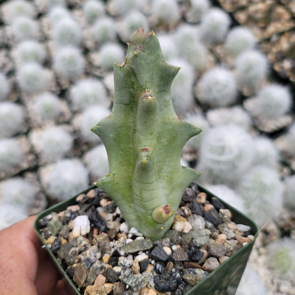 Caralluma melanacantha