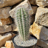 Giant Cardon or False Saguaro - Pachycereus pringlei -6