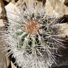 Giant Cardon or False Saguaro - Pachycereus pringlei -5