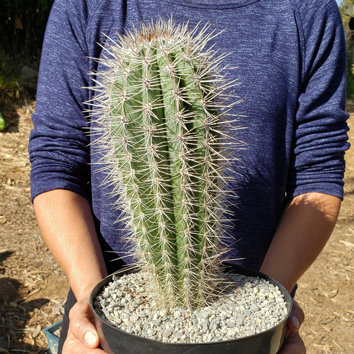 Giant Cardon or False Saguaro - Pachycereus pringlei -1