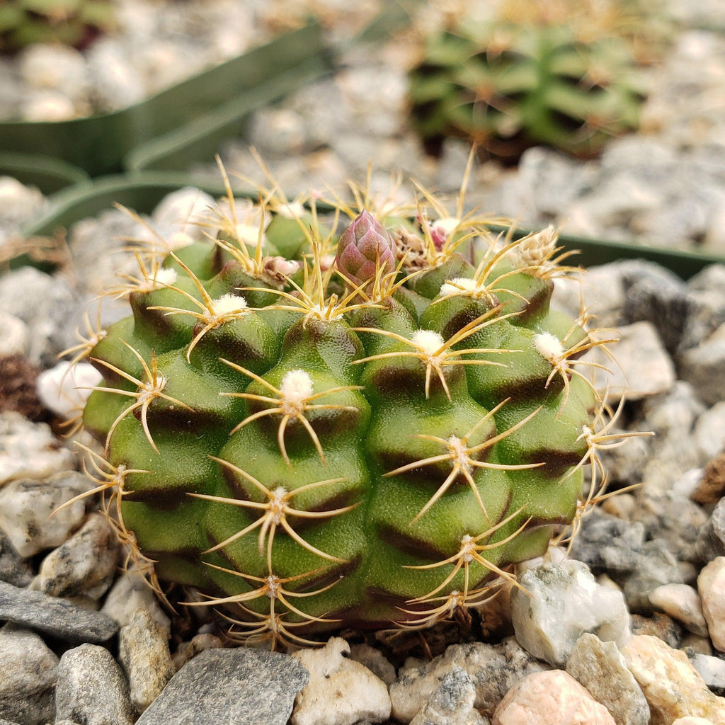 Gymnocalycium damsii robores