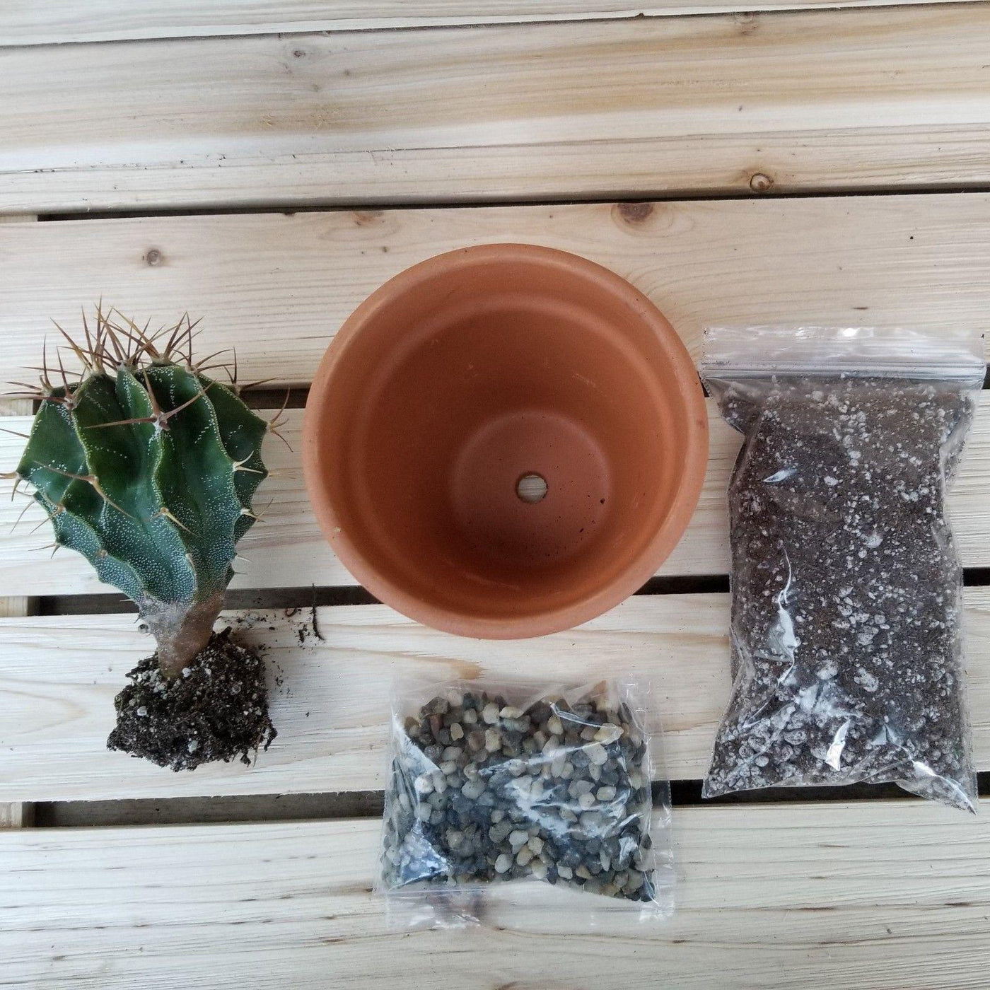 DIY Cactus terracotta 3.5" pot kit