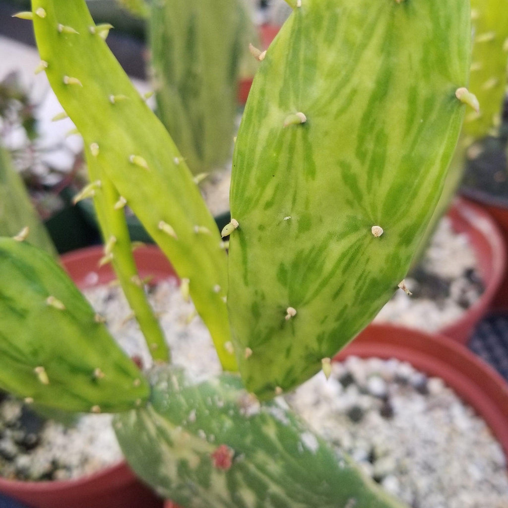 Opuntia stardust pad cutting