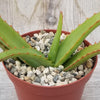 Aloe vanbalenii