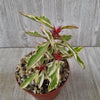 Euphorbia milii Crown of Thorns Variegated