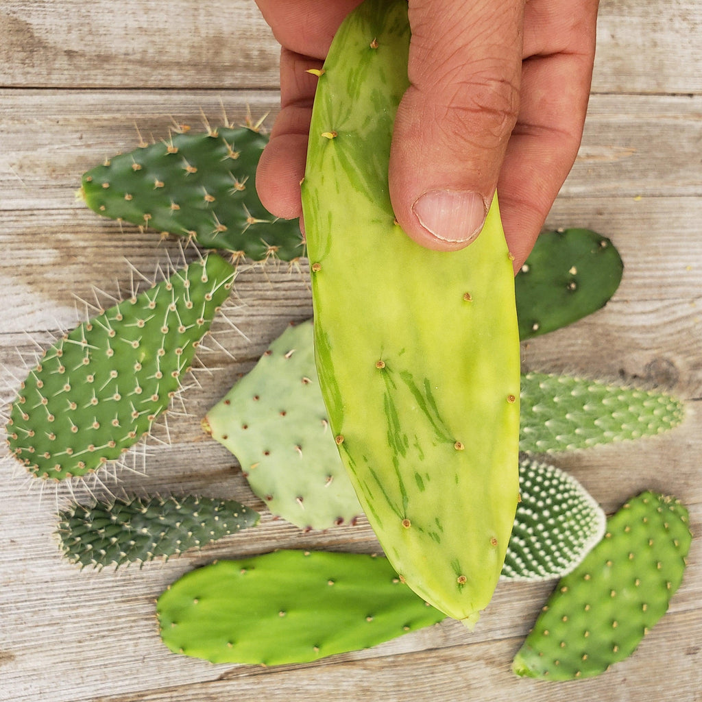 Opuntia pad 3 assorted cuttings