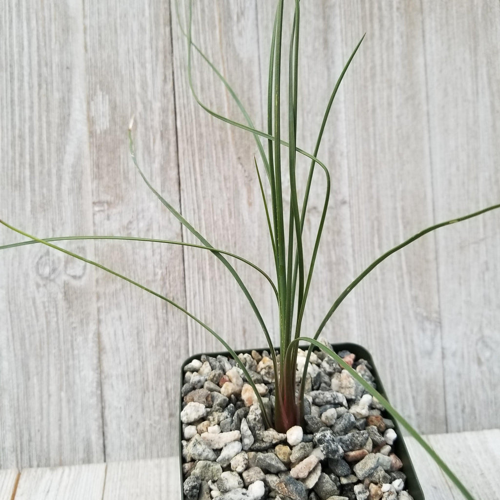 Dasylirion parryanum graminifolium