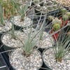 Desert Spoon Plant ‘Dasylirion wheeleri’