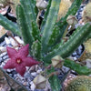 Stapelia scitula