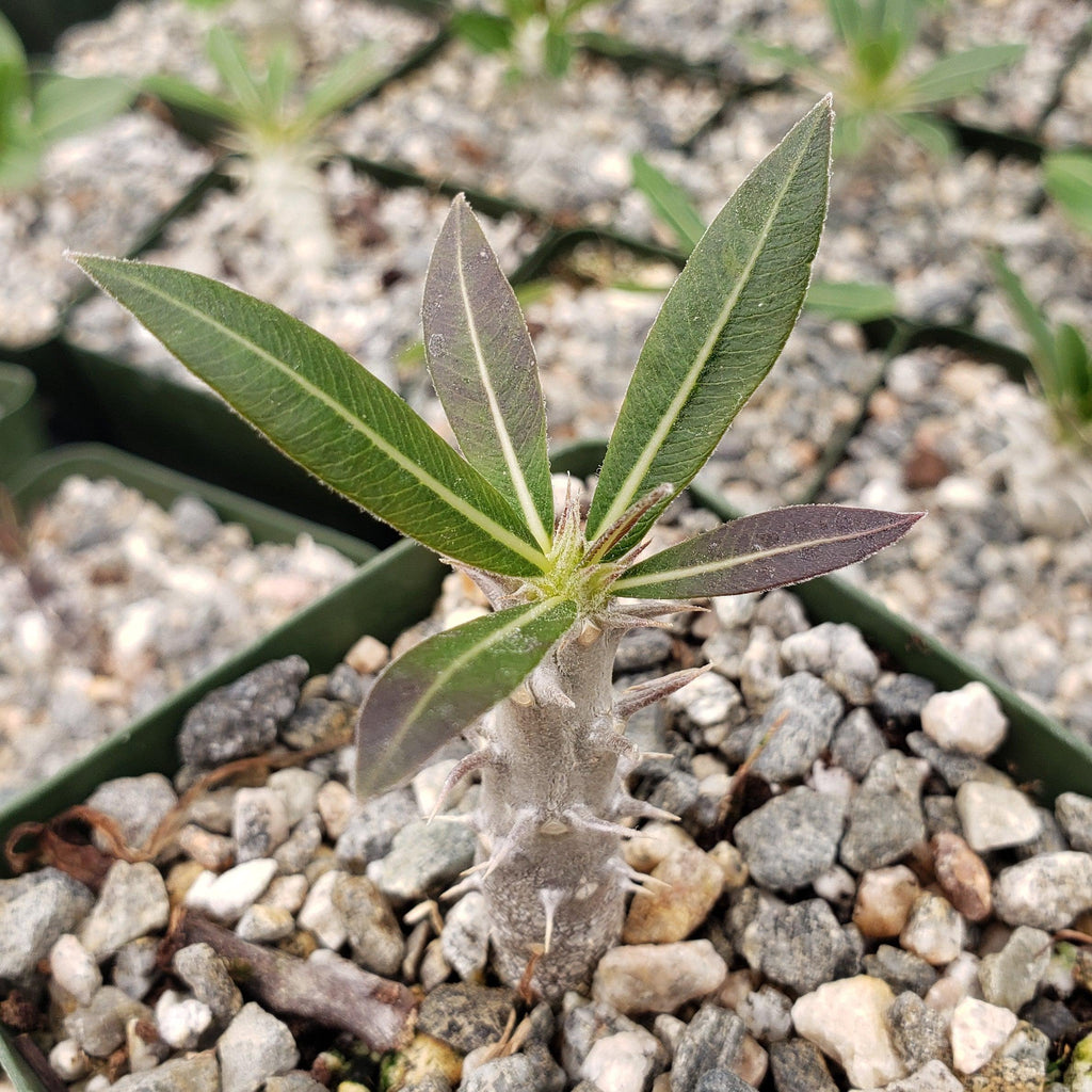 Pachypodium horombense