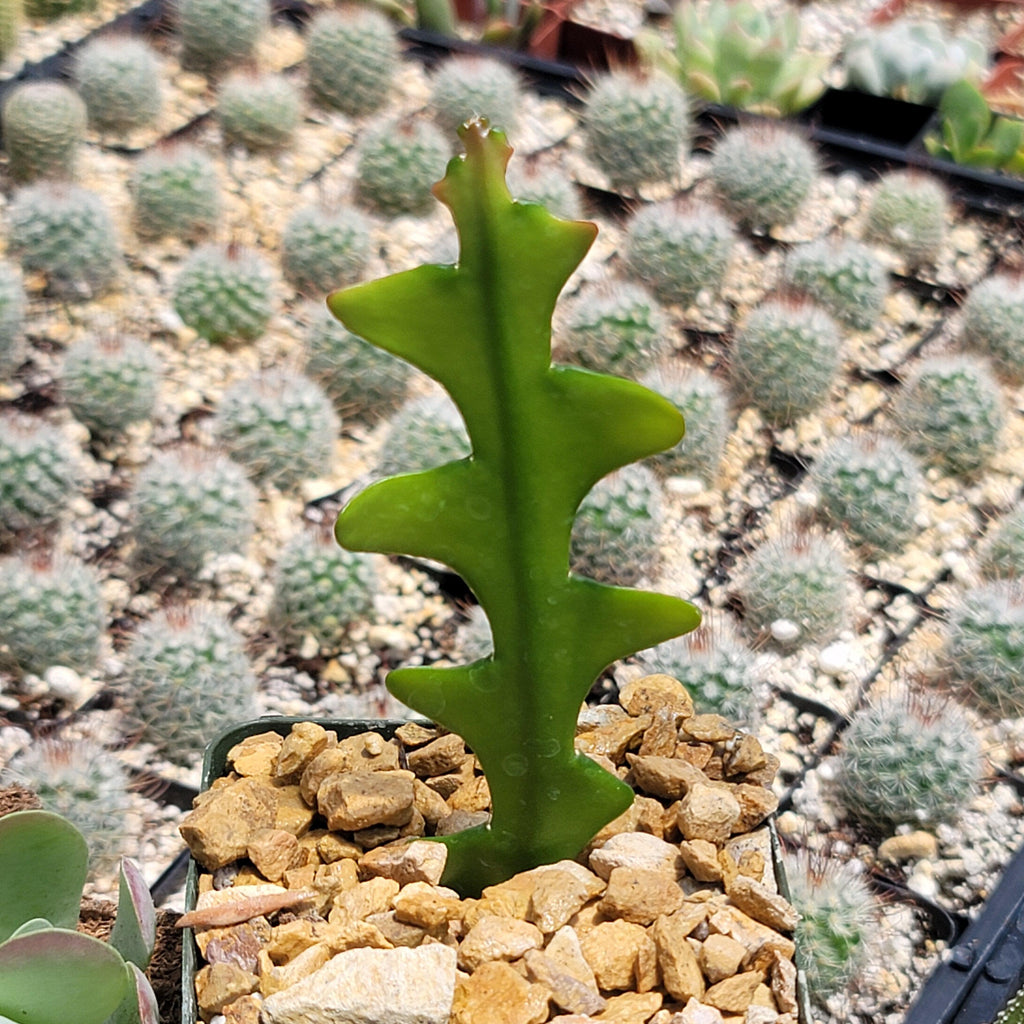 Fishbone Cactus ‘Selenicereus anthonyanus’ - Ric Rac Cactus