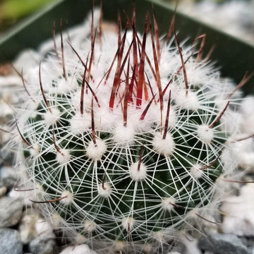 cactus site Stenocactus lloydii – Planet Desert