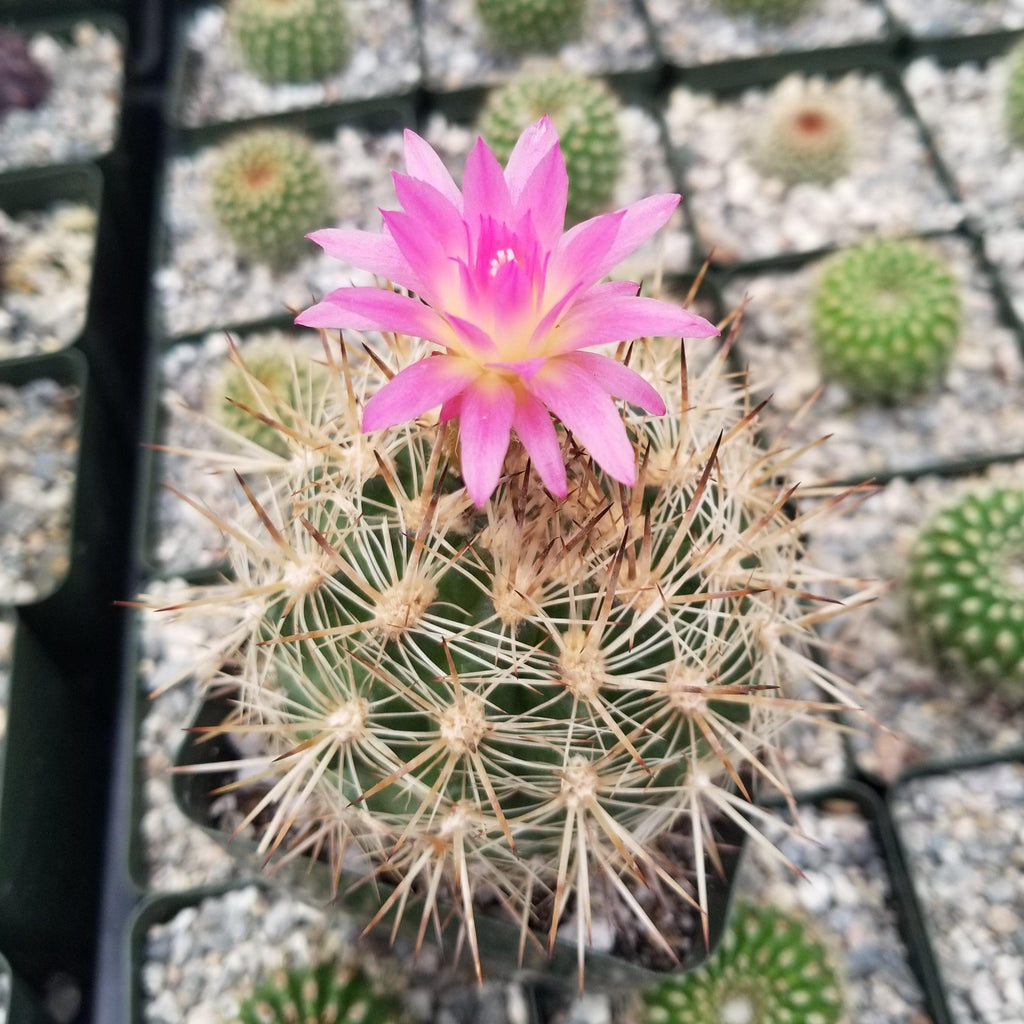 Neoporteria coimasensis