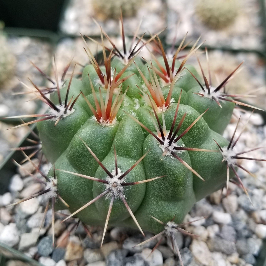 Gymnocalycium achirasense v. orientale