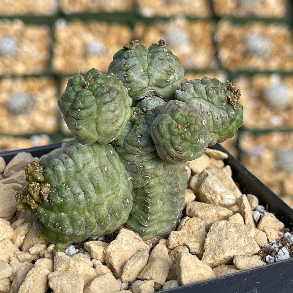 Euphorbia pseudoglobosa green