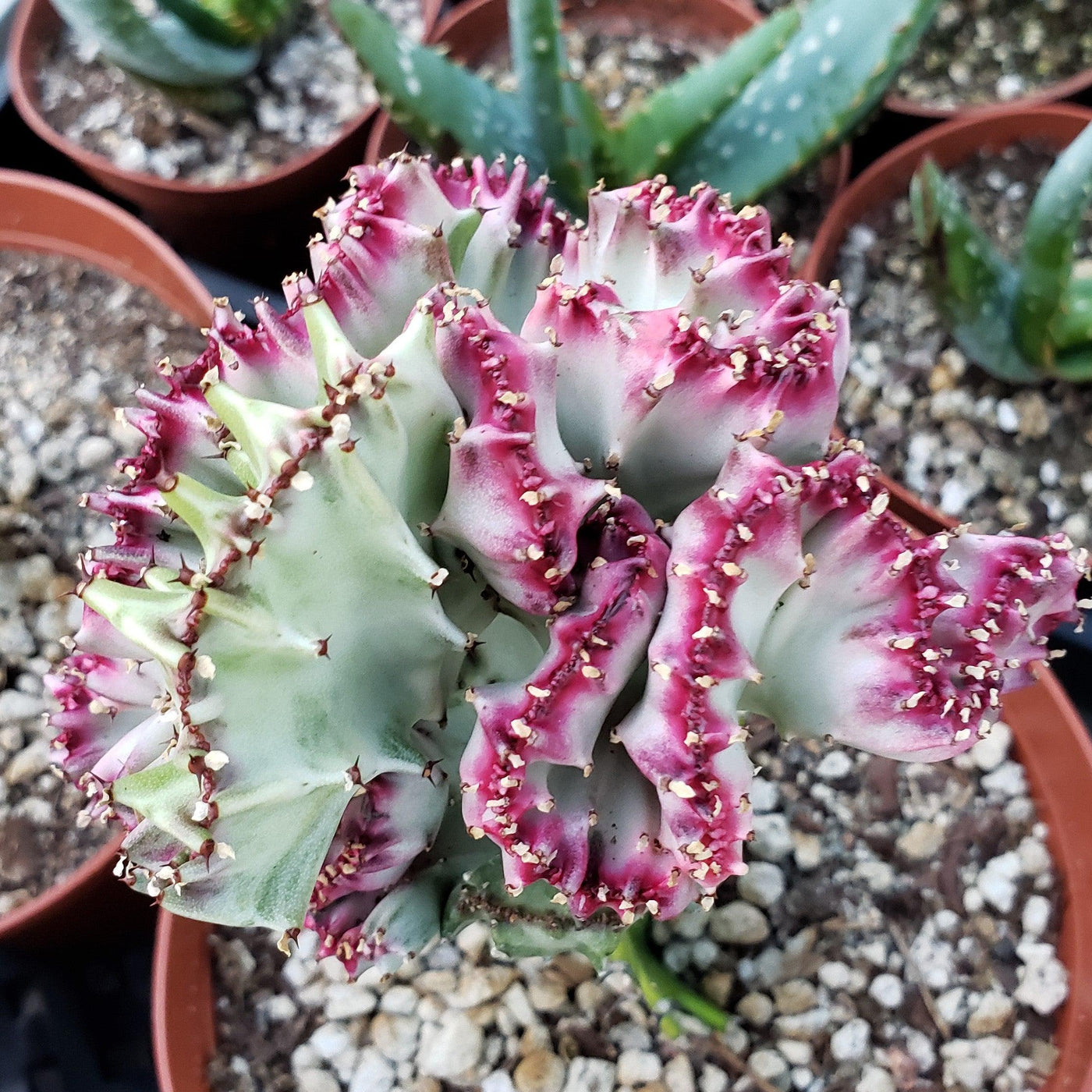 crested euphorbia succulent Buy Euphorbia Lactea Cristata | Coral Cactus