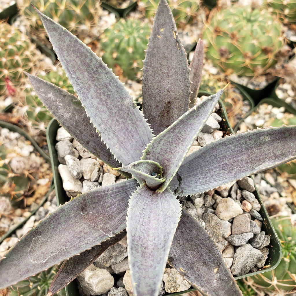 Agave silver fox
