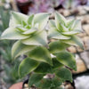 Crassula Perforata Variegata