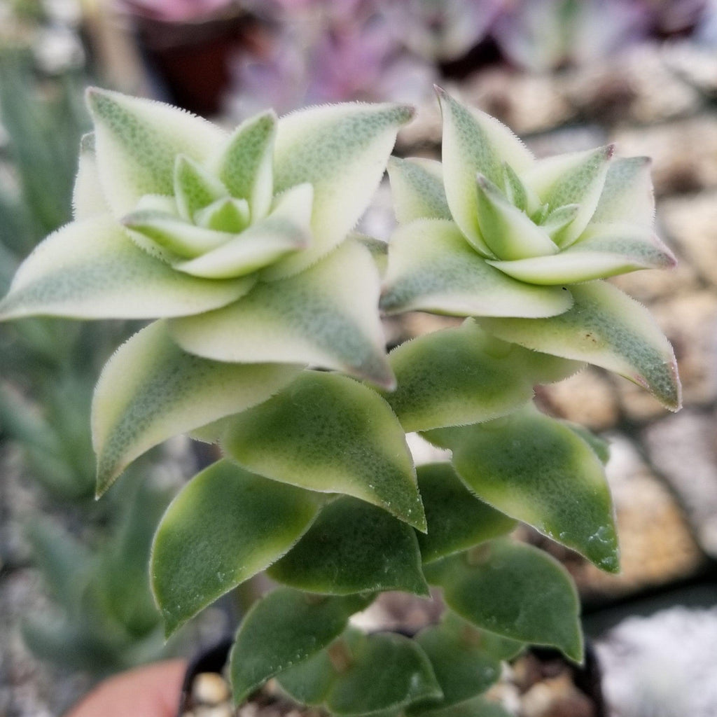 Crassula Perforata Variegata