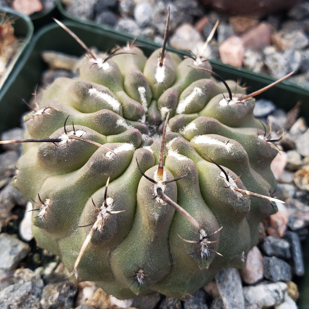 Neochilenia setosiflora