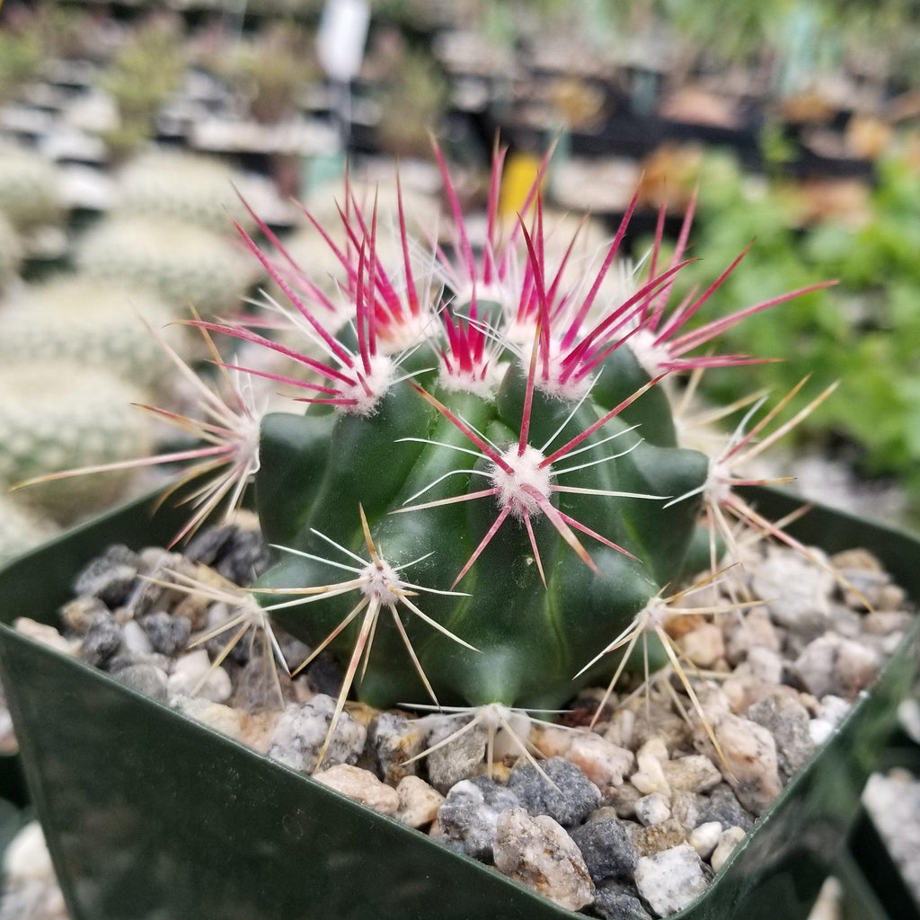 Ferocactus stainesii v. pilosus
