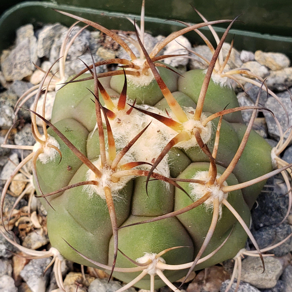 Gymnocalycium tomina