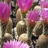 Echinocereus reichenbachii v. minor