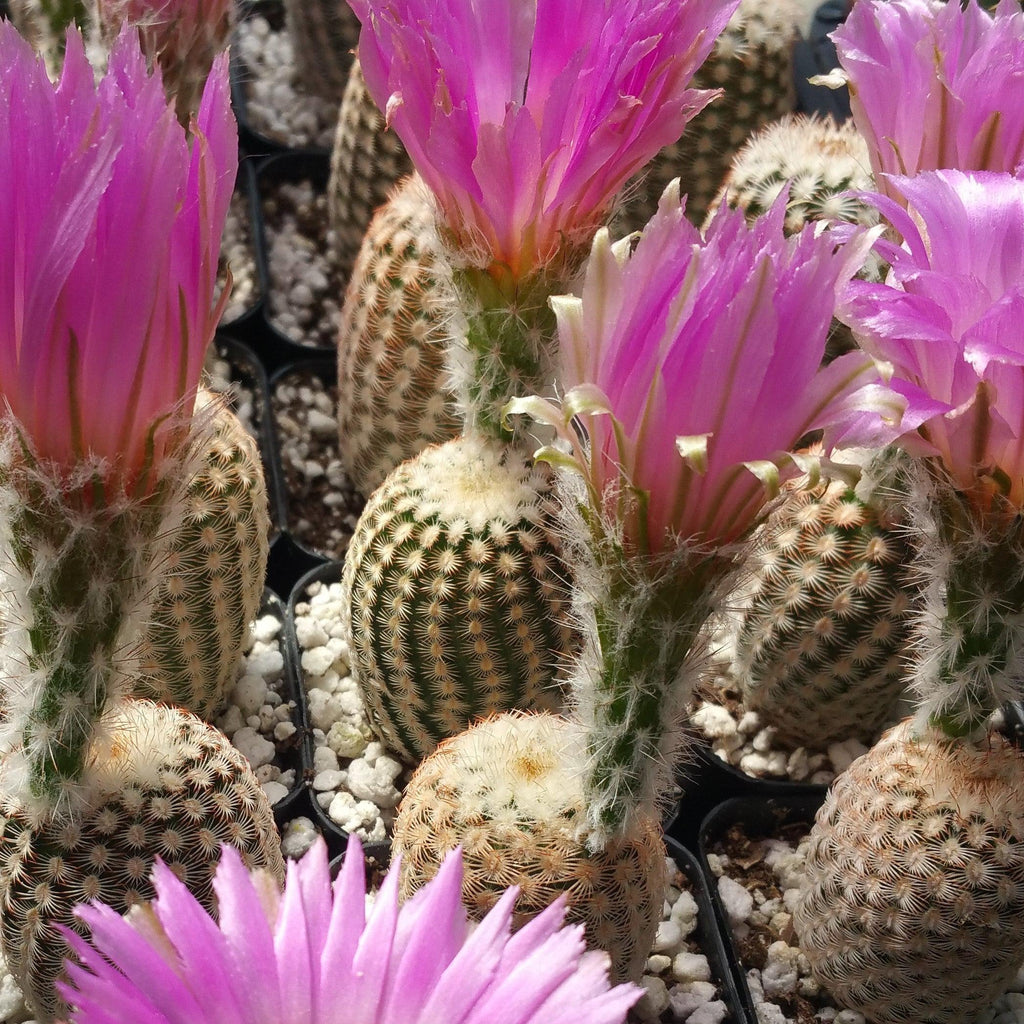 Echinocereus reichenbachii v. minor