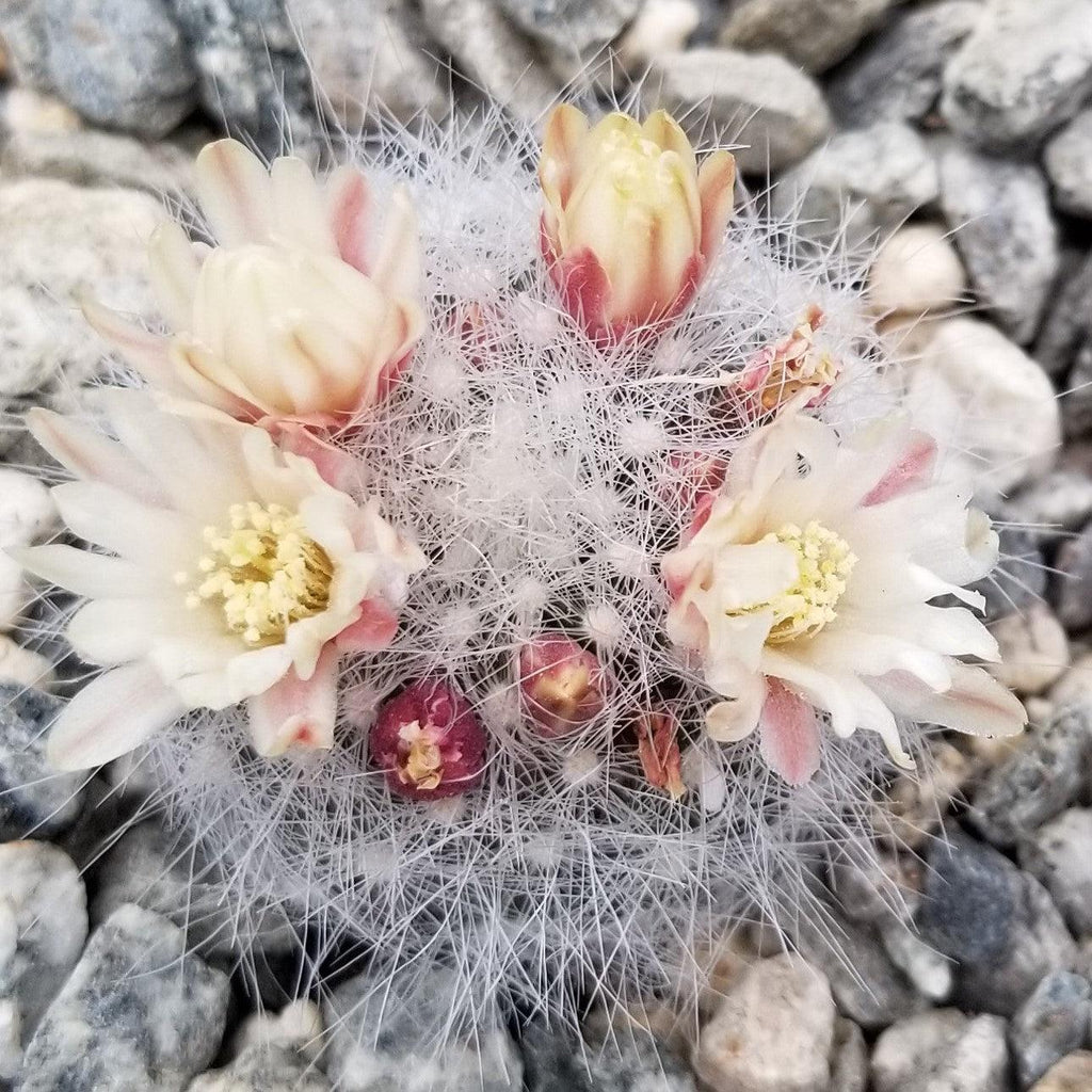 Mammillaria Schwarzii