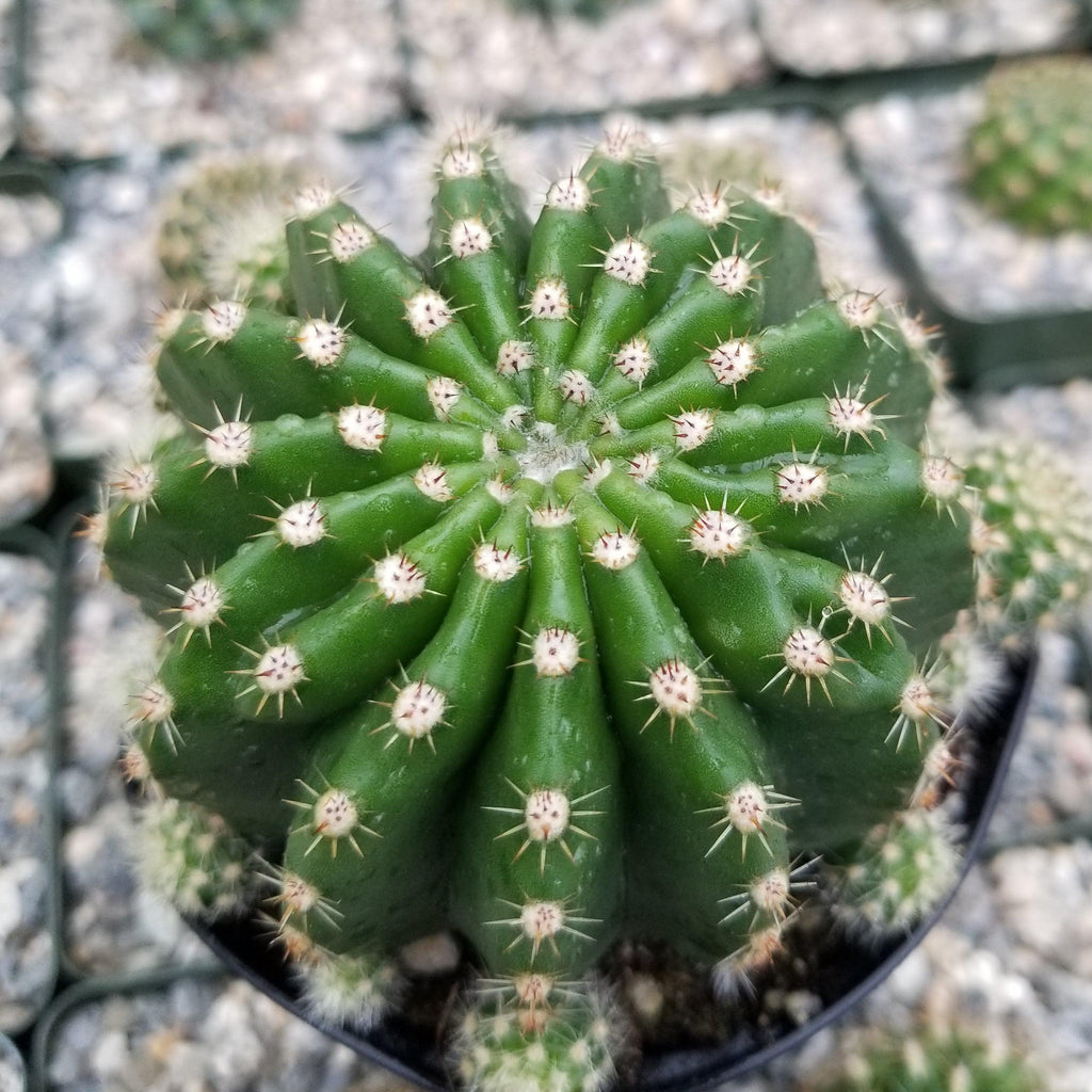 Echinobivia Hybrid Rainbow Bursts