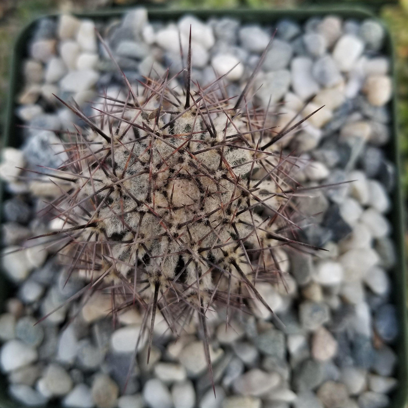 Echinopsis cv. Haku-Jo.