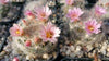 Mammillaria glassii v. ascensionis