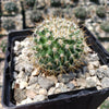 Mammillaria yucatanensis