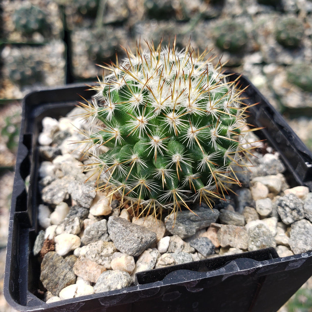 Mammillaria yucatanensis