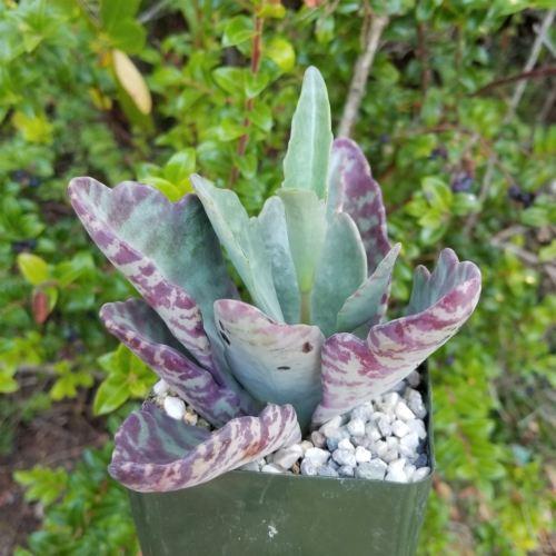 humilis succulent Kalanchoe humilis desert surprise 4" Pot