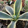 Variegated Century Plant - 11