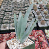 Fan Aloe - Aloe plicatilis