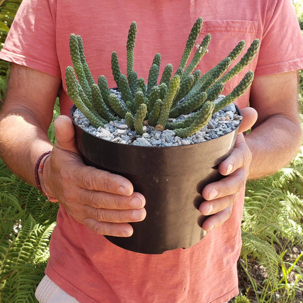 Euphorbia esculenta Large Specimen