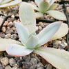 Echeveria cante