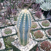 Blue Torch Cactus &