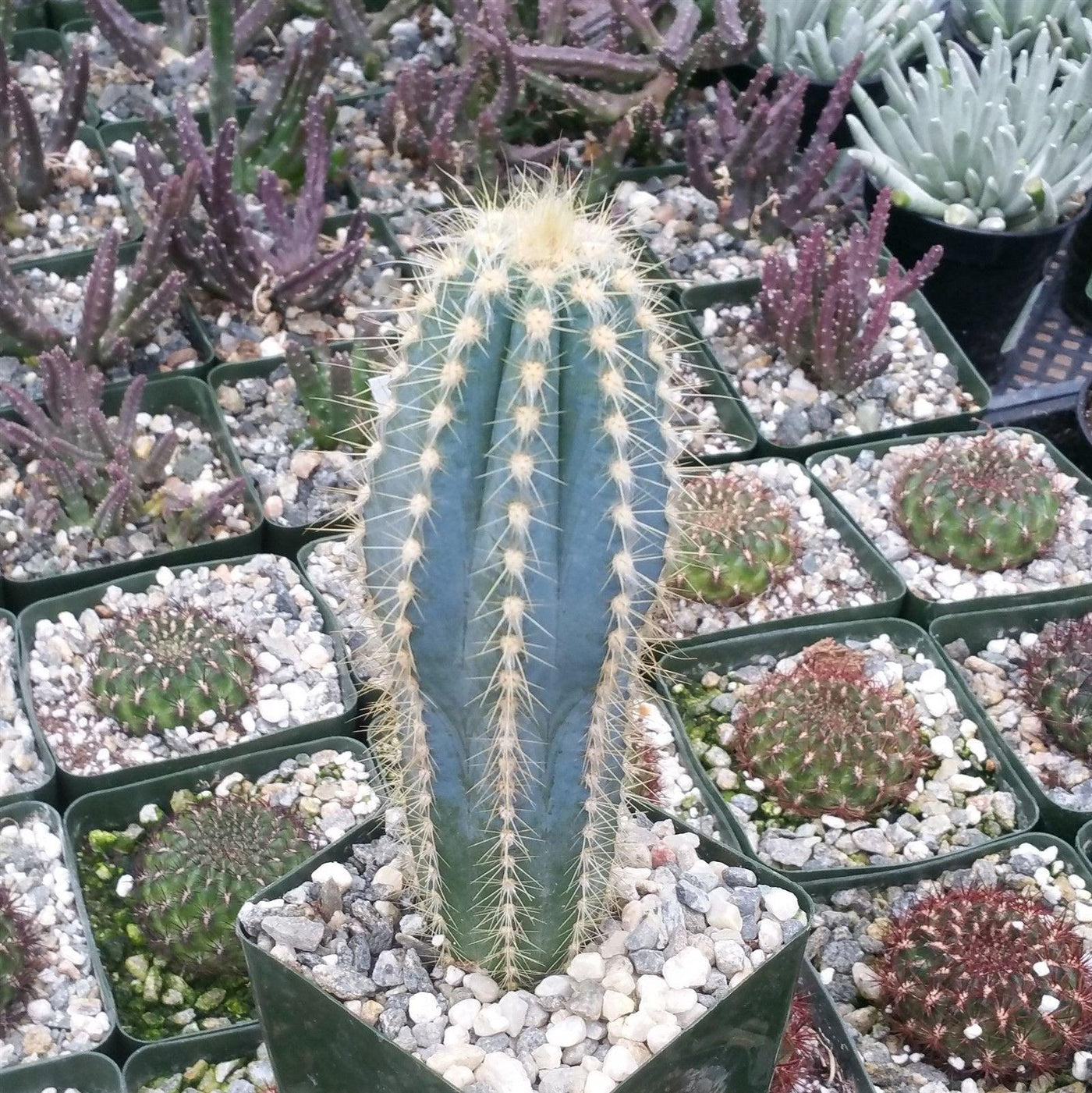 Blue Torch Cactus 'Pilosocereus pachycladus' -4