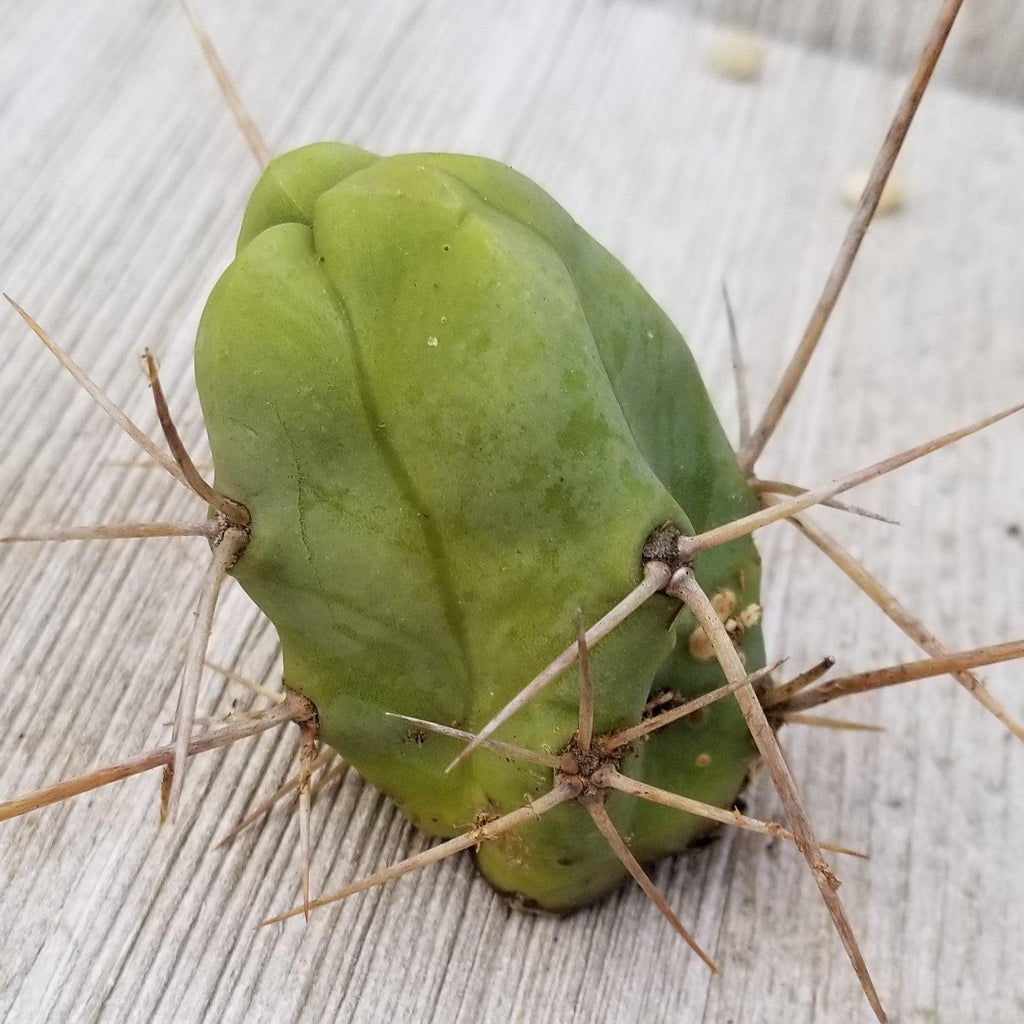 Unrooted Cutting Trichocereus bridgesii Monstrose Penis Cactus