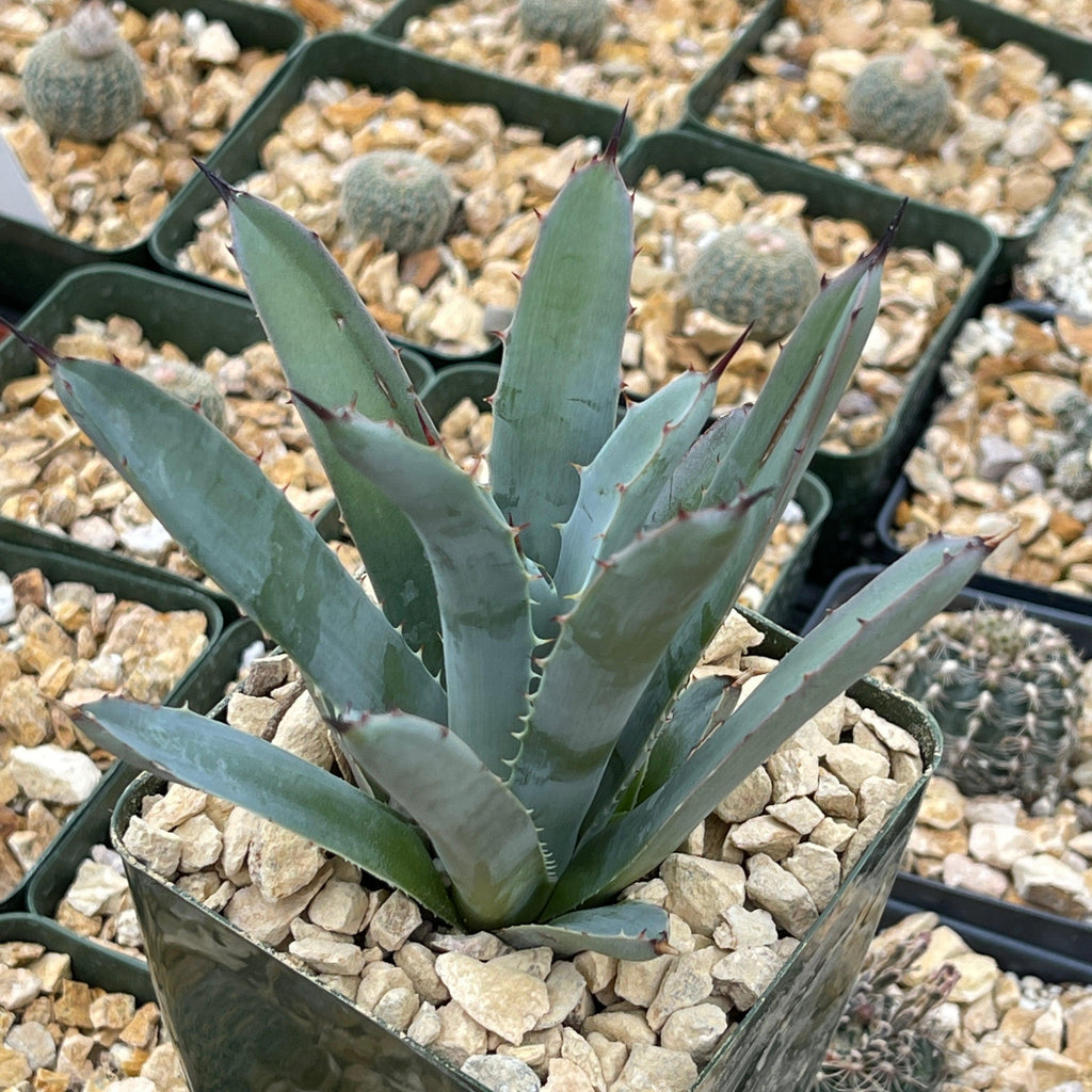 Agave macroacantha