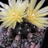 Gymnocalycium dopianum