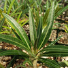 Pachypodium rosulatum