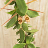 Euphorbia beharensis