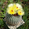 Notocactus or Parodia scopa