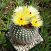 Notocactus or Parodia scopa